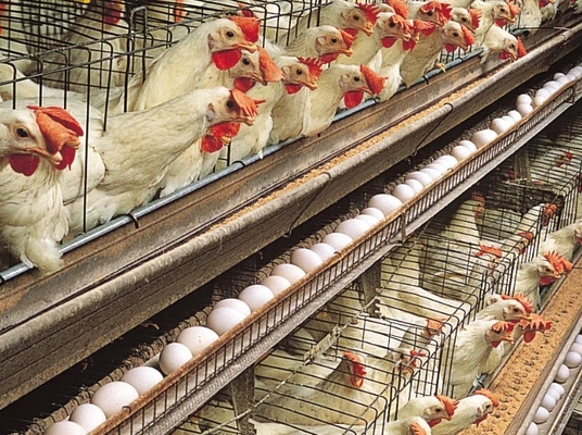 Amino Acid Protein Chromium Poultry Livestock Nutrients Polypeptide Chromium