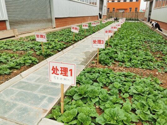 30% Amino Acid Organic Fertilizer Improves Soil Structure and Enhances Root Growth for Sustainable Agriculture